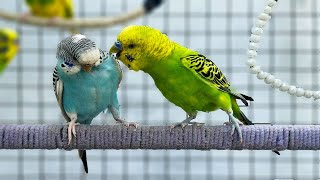 Happy Budgies Singing and Playing Together in the Aviary [upl. by Rehpotsyrk287]