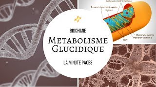 Biochimie  Métabolisme glucidique [upl. by Court122]