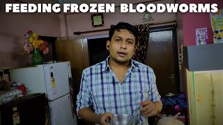 How to Feed Frozen Blood Worms  Beginners Guide To Frozen Fish Food 🐟🐟 [upl. by Diver]