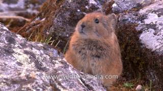 Cutest mammal you ever saw Himalayan Pika at 15 000 feet altitude [upl. by Gnouc477]