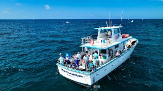 Most Affordable Fishing “Miss Islamorada” Headboat Trip with Mission Fishin Catch and Cook [upl. by Pandich442]