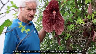 Meet Aristolochia Grandiflora presented by William Texier [upl. by Khano]