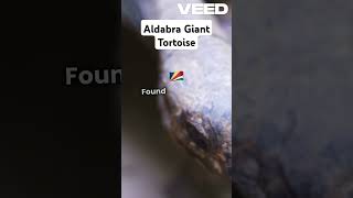 Aldabra Giant Tortoisefacts animals wildlife knowledge nature [upl. by Reppart]