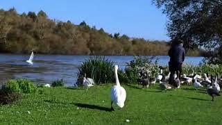 Birds and ducks in Reading Berkshire UK [upl. by Gwendolin]