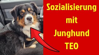 Sozialisierung mit Junghund Mini Aussie Teo [upl. by Lledniw852]