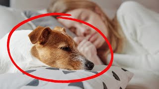 SHOCKING Why Does Your Dog Sleep with You What Your Dogs Sleep Spot Reveals About Your Connection [upl. by Dduj]