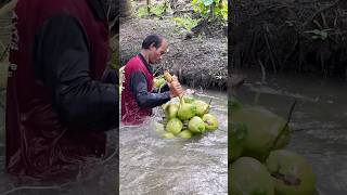 Coconut Havesting amp Perfect Coconut Cutting Fruits Cutting Skill [upl. by Giralda]