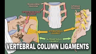 VERTEBRAL COLUMN ANATOMY 22  Ligaments and the Spinal Cord [upl. by Alur475]