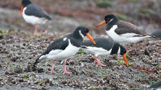 Eurasian oystercatcher Haematopus ostralegus  Brouwersdam Netherlands 27122018 [upl. by Joanna]