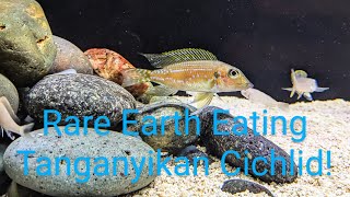 Gnathochromis permaxillaris  Rare Cichlid [upl. by Anthia]