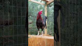 American gamefowl Whitehackle cross stag [upl. by Nallaf486]