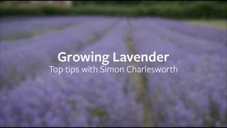 How to grow Lavender  Grow at Home  RHS [upl. by Eiznekcm]