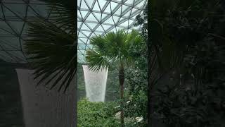 Changi Airport Singapore 🇸🇬 travel holiday citylife singapore changiairport [upl. by Dnaltroc]