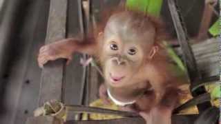 Baby Orangutan Rickina [upl. by Farhsa84]