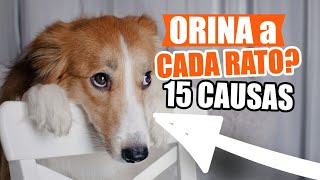 ¿POR QUÉ qué mi PERRO Orina MUCHO 🐶💦15 Causas [upl. by Gosney]