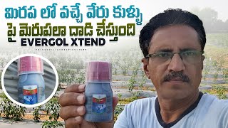 Mirchi Root Wilt Disease  Chilli Cultivation  మిరపలో వేరు కుళ్ళు నివారణ  కాండం కుళ్ళు తెగులు [upl. by Celestia855]