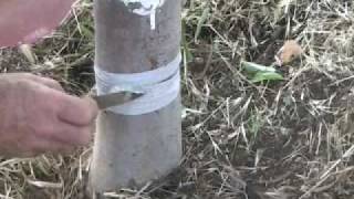 Organic Codling Moth Control [upl. by Ahael]