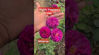 Highly fragrance rose rose garden gardendesign [upl. by Halonna]