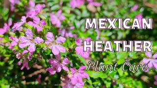 Mexican Heather  Cuphea hyssopifolia  Plant care [upl. by Ayerhs]