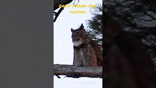 Great horned owl hooting [upl. by Conte]