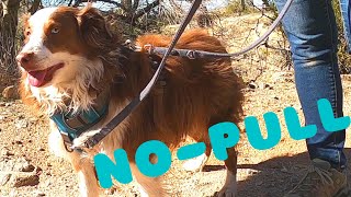 How to Use a NoPull Harness with a TwoPoint Leash Attachment [upl. by Guenevere]