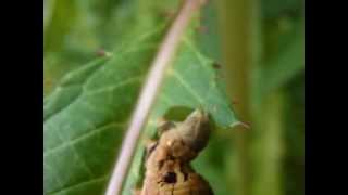 grand sphinx de la vigne chenille [upl. by Fremont589]