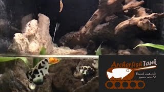 Archerfish Spitting and Hitting Shrimp [upl. by Mackler94]