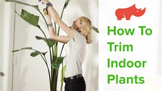 How To Trim Indoor Plants [upl. by Ayamahs46]