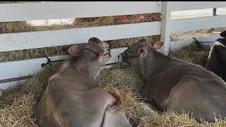 Trumbull County Fair to kick off this week [upl. by Benkley]