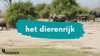 Bioleren  Indeling dierenrijk in 2 grote groepen [upl. by Abla]