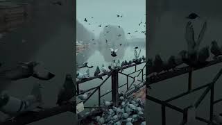 Cute birds 😘shortsfeedshortvideo short shortsshortsviraltrending trendingshortsytshotslove [upl. by Lednar]