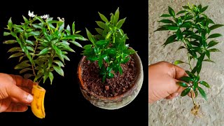 How To Grow Tabernaemontana Plant From Cutting  Chandni flower plant cuttings [upl. by Madigan63]