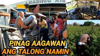 NAKA 540KILOS NA TALONG ANG NAGHARVEST  MAY NAMUYAT SA AMIN [upl. by Deering]