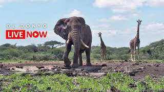 ol Donyo Lodge  Wildlife Live Stream – Kenya [upl. by Hakkeber682]