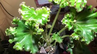 Plant Spotlight  Begonia bruchii  Beautiful Rhizomatous Begonia [upl. by Bellanca948]