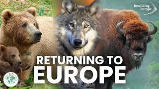 What Is Rewilding  Rewilding Europe [upl. by Eiryt]