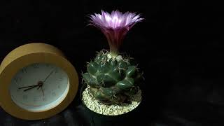 サボテン開花タイムラプス 「コリファンタ・象牙丸」  Timelapse video of flower of Cactus quotCoryphantha elephantidensquot [upl. by Anas]