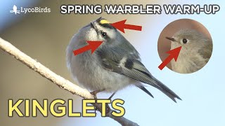 Rubycrowned amp Goldencrowned Kinglet Identification  Spring quotWarblerquot Warmup [upl. by Yretsym]