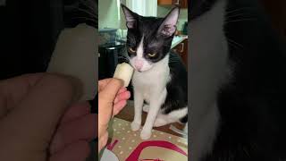 Oreo the cat eating cantalope😋 [upl. by Gilmour543]