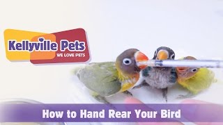 Kellyville Pets  How To Hand Rear Your Bird [upl. by Means]