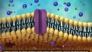 Membrane Transport in Cells Symport Antiport Cotransport 3D Animation [upl. by Anits]