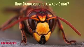 Are Wasps Dangerous [upl. by Manson]