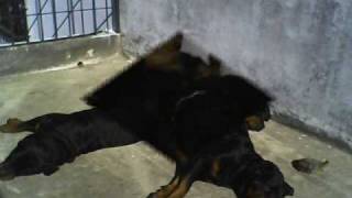 My adorable Rotties   RC Las Ballenas y El Progreso [upl. by Muire368]