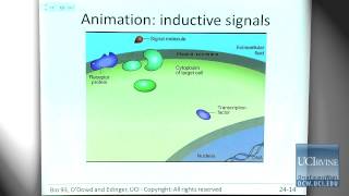 Bio Sci 93 DNA to Organisms Lec 24 Genetic Basis of Development [upl. by Pilloff]