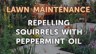 Repelling Squirrels with Peppermint Oil [upl. by Nickelsen900]