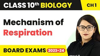 Type of Respiration  Life Process  Class 10 CBSE Biology Chapter 6 [upl. by Ashien478]