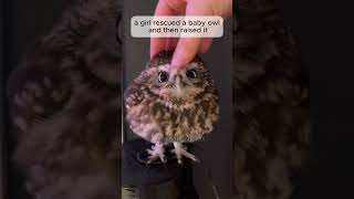 Kind man adopted a baby owl owl owlshorts babyowl shorts shortsvideo rescue animals cute [upl. by Sevy88]