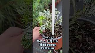 구상나무 아이스 브레이커 Abies koreana Ice Breaker [upl. by Brout491]