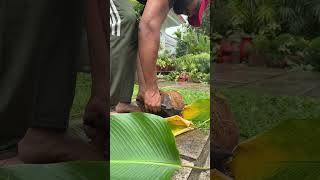 Calathea lutea jishnuuthaman keralagarden garden plants plantbased [upl. by Eednas]