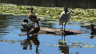 Plumed WhistlingDuck Australian Wood Duck amp Australian White Ibis [upl. by Ennaeed]